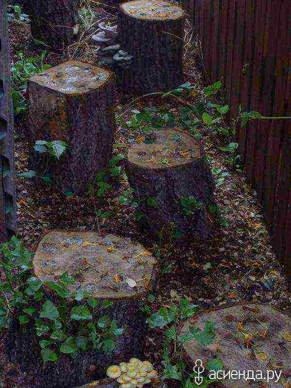 on which tree stumps can oyster mushrooms be grown at home