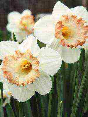 daffodils variety good mood