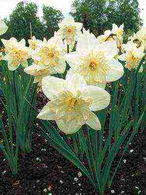 daffodils variety good mood