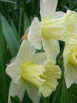 daffodils variety good mood