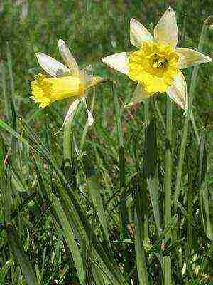 daffodils variety good mood