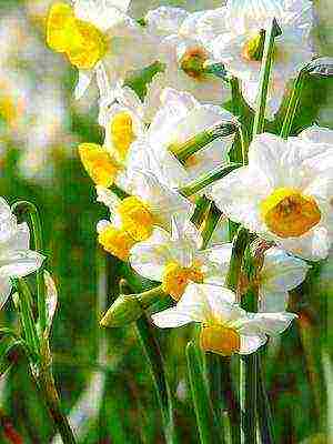 daffodils variety good mood