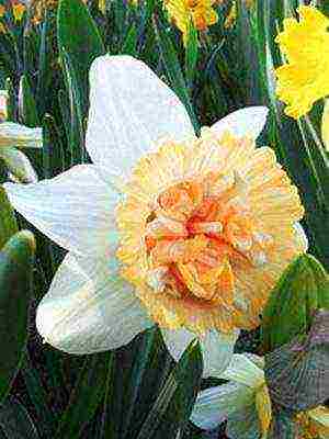 daffodils variety good mood