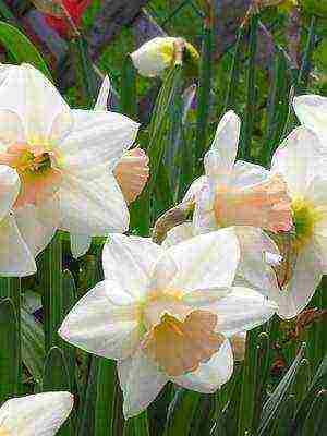 daffodils variety good mood