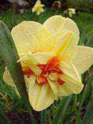 daffodils variety good mood