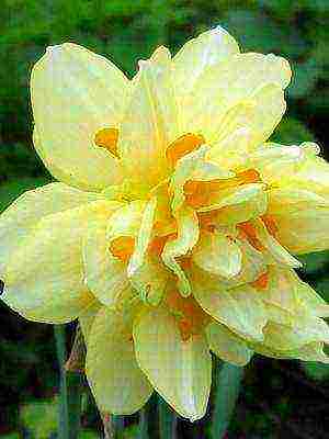 daffodils variety good mood