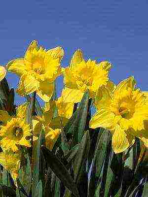 daffodils variety good mood