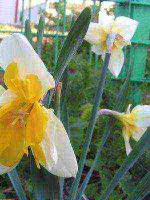 daffodils variety good mood