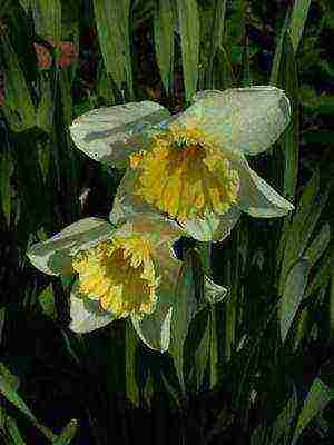 daffodils variety good mood