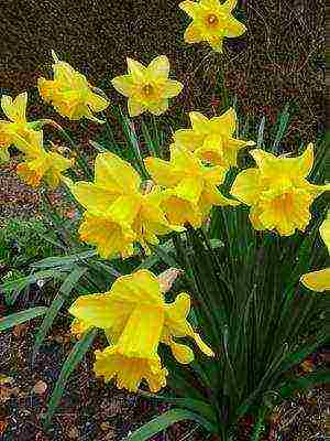 daffodils variety good mood