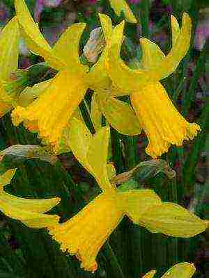 daffodils variety good mood