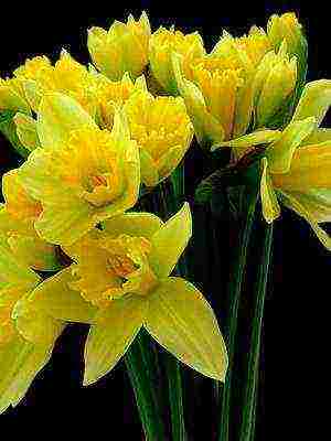 daffodils variety good mood