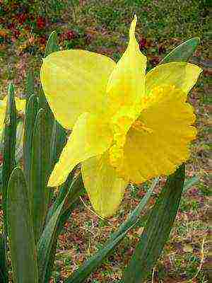 daffodils variety good mood