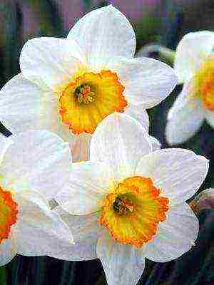 daffodils variety good mood