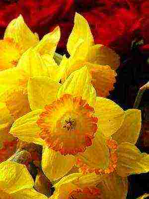 daffodils variety good mood