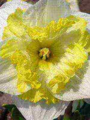 daffodils variety good mood