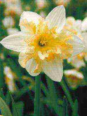 daffodils variety good mood