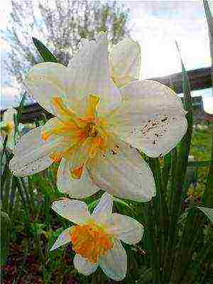 daffodils variety good mood