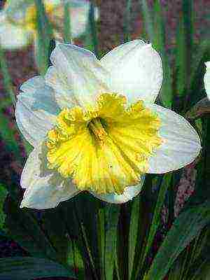 daffodils variety good mood