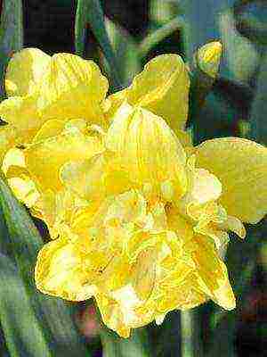 daffodils variety good mood