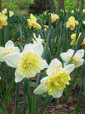 daffodils variety good mood