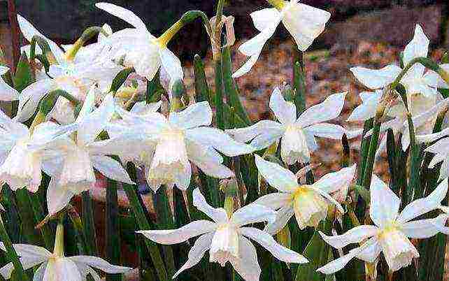 daffodils variety good mood