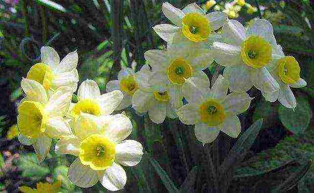 daffodils variety good mood