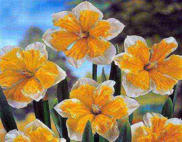 daffodils variety good mood