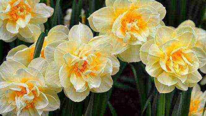 daffodils variety good mood