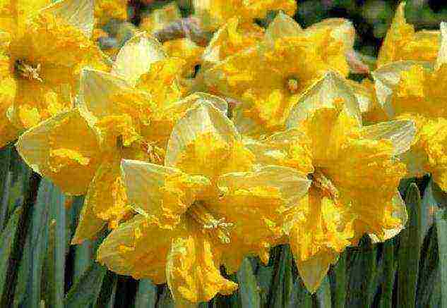 daffodils variety good mood