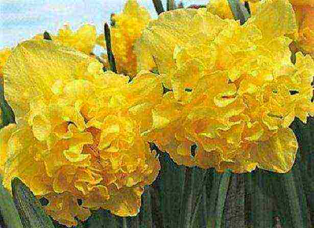 daffodils variety good mood