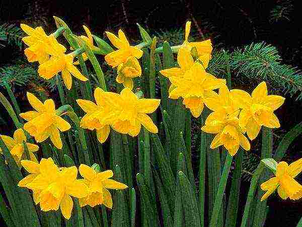 daffodils variety good mood