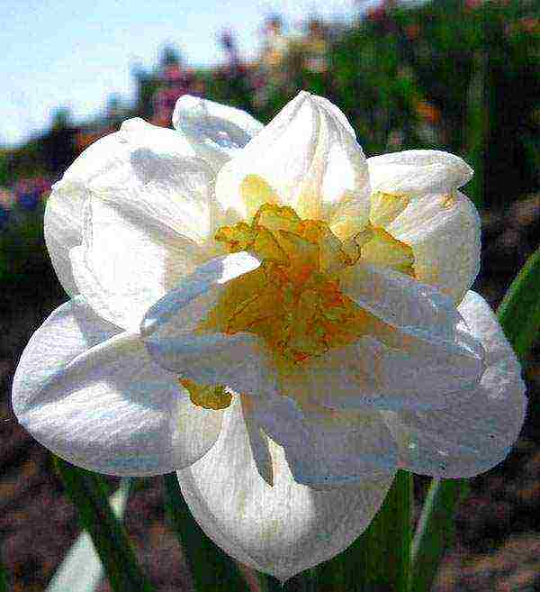 daffodils variety good mood