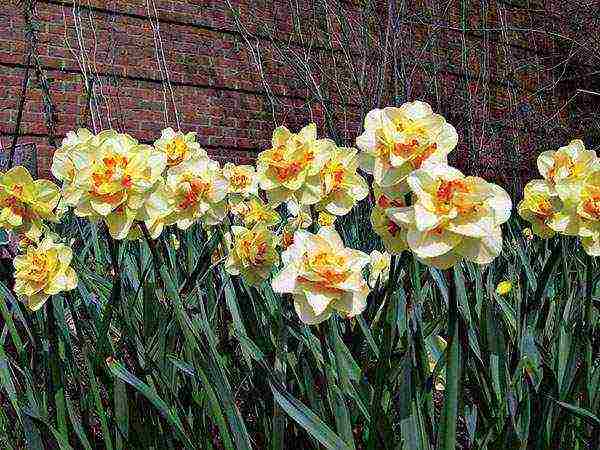 daffodils variety good mood