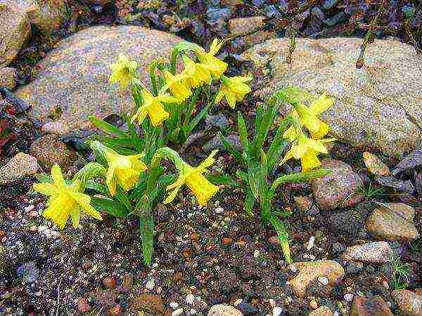 daffodils variety good mood