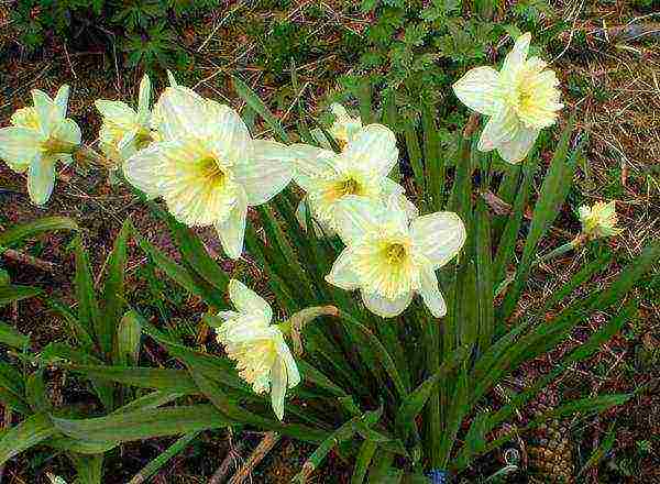 daffodils variety good mood