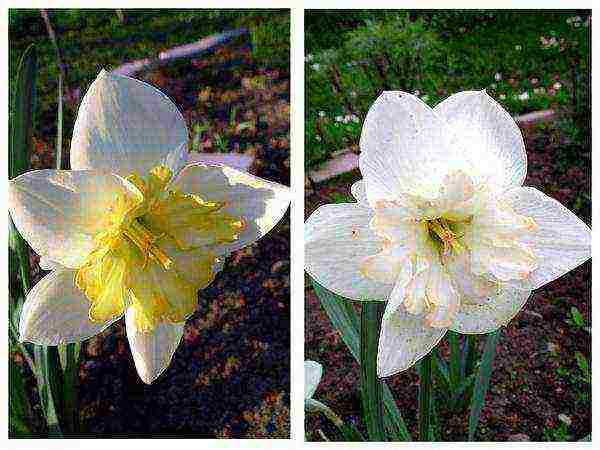 daffodils variety good mood