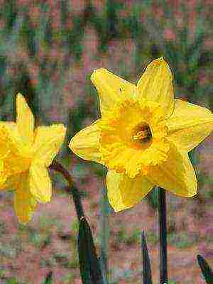 daffodils variety good mood