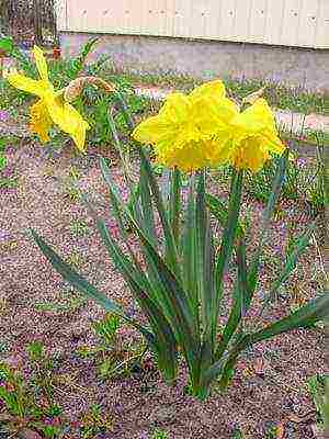 daffodils variety good mood