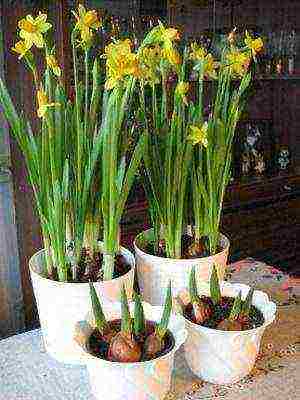 daffodils variety good mood