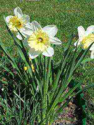 daffodils variety good mood