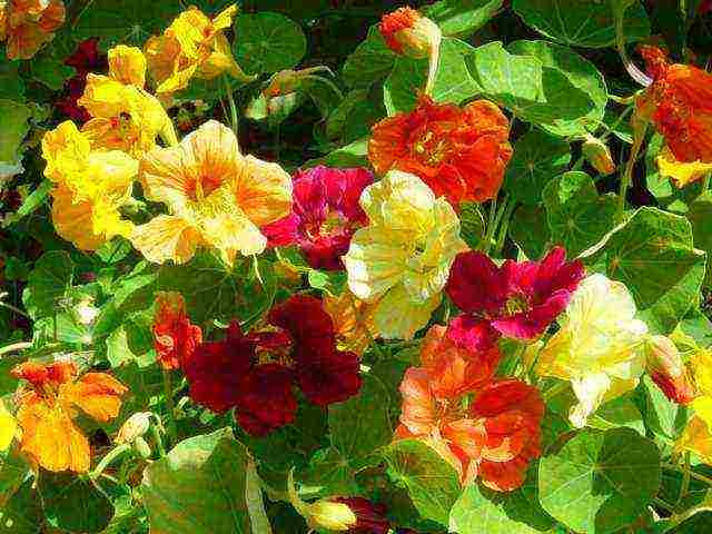 nasturtium planting and care in the open field on a trellis