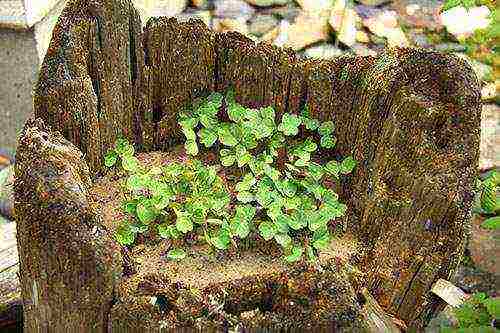 nasturtium planting and care in the open field on a trellis