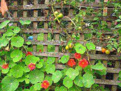 pagtatanim ng nasturtium at pangangalaga sa bukas na bukid sa isang trellis