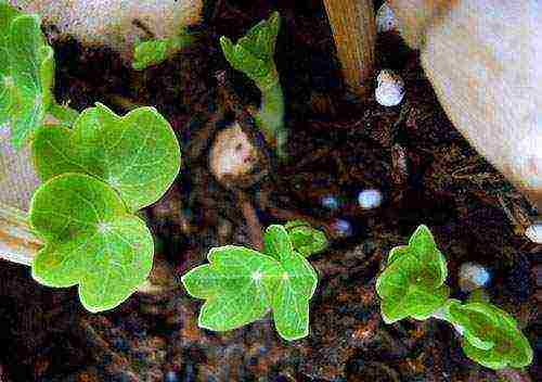 nasturtium planting and care in the open field on a trellis