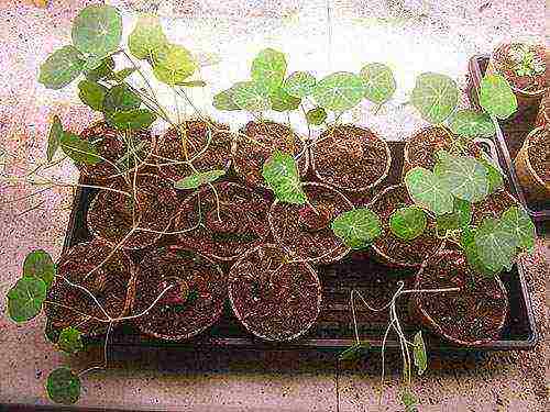 nasturtium planting and care in the open field on a trellis