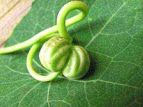 nasturtium planting and care in the open field on a trellis