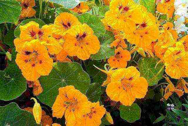 nasturtium planting and care in the open field on a trellis