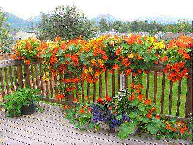 nasturtium planting and care in the open field on a trellis