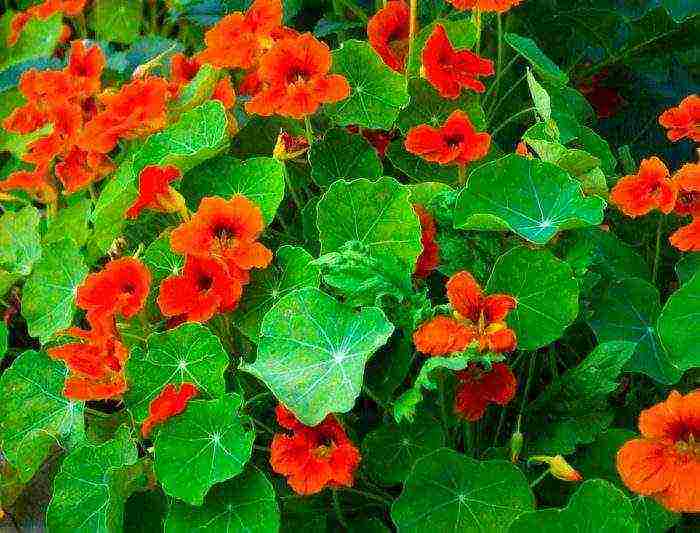 nasturtium planting and care in the open field on a trellis